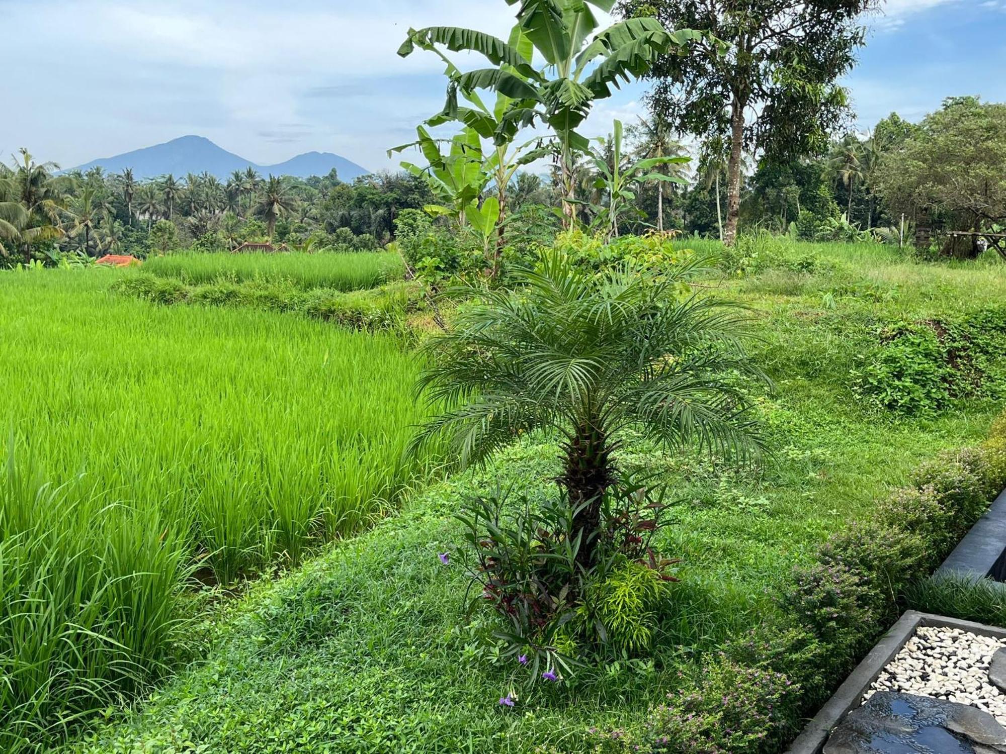 Maple Ridge Ubud Villas Exterior foto